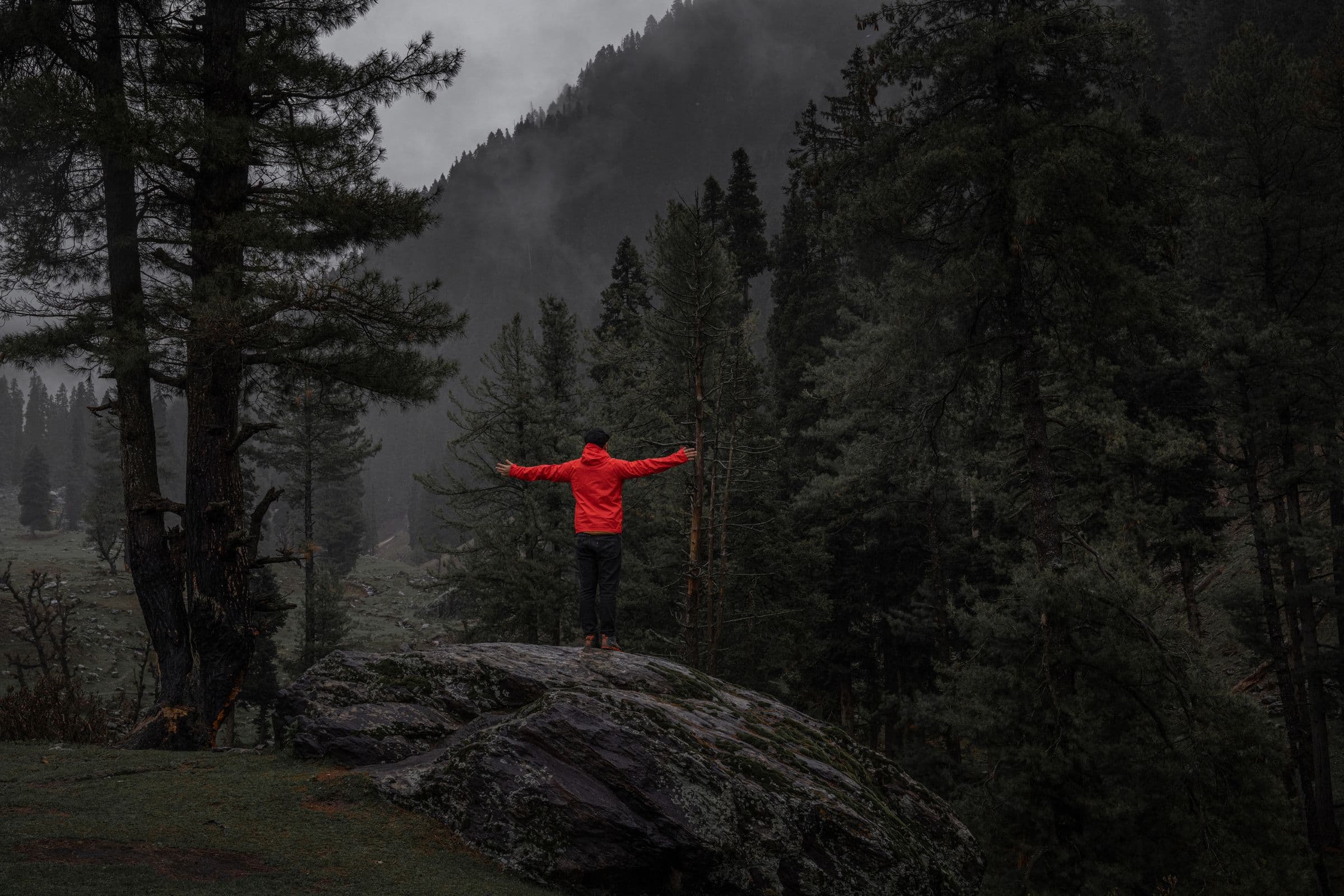 A walker in the pine forest above Pahalgam